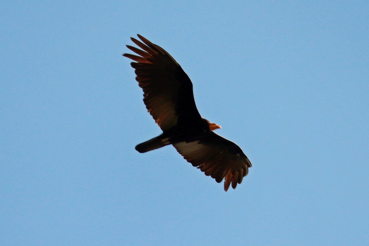 Greater Yellow-headed Vulture - ML167521061