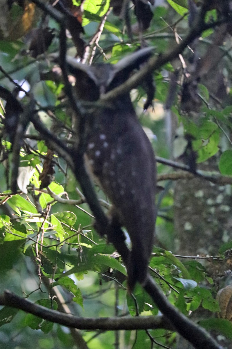 Crested Owl - ML167521211