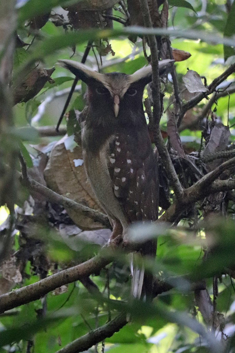 Crested Owl - ML167521221