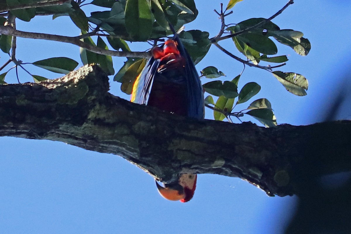 Scarlet Macaw - ML167521311