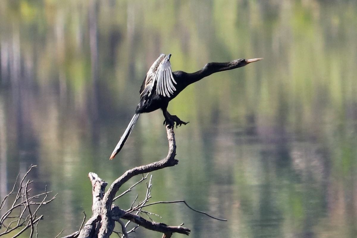 Amerika-Schlangenhalsvogel - ML167521361