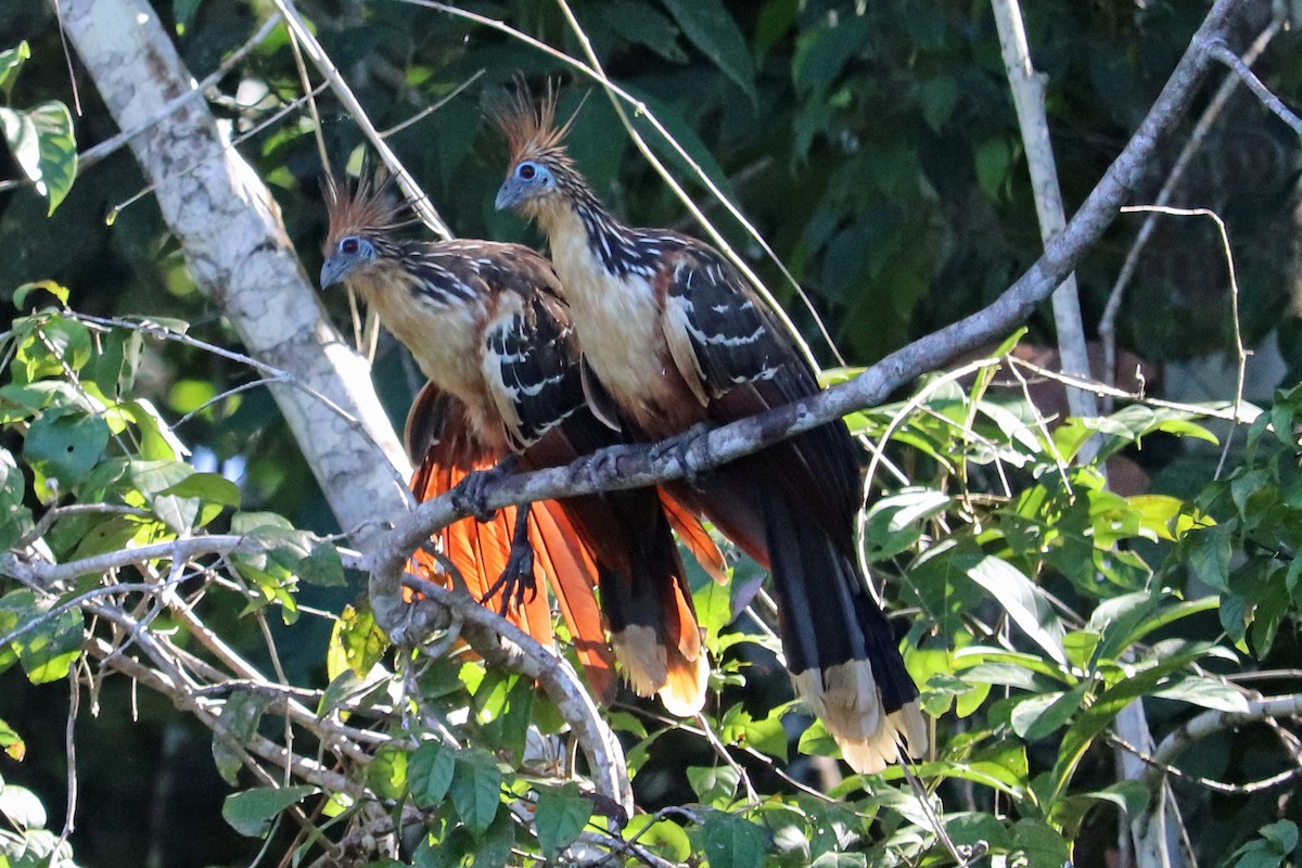 Hoatzin - ML167521461