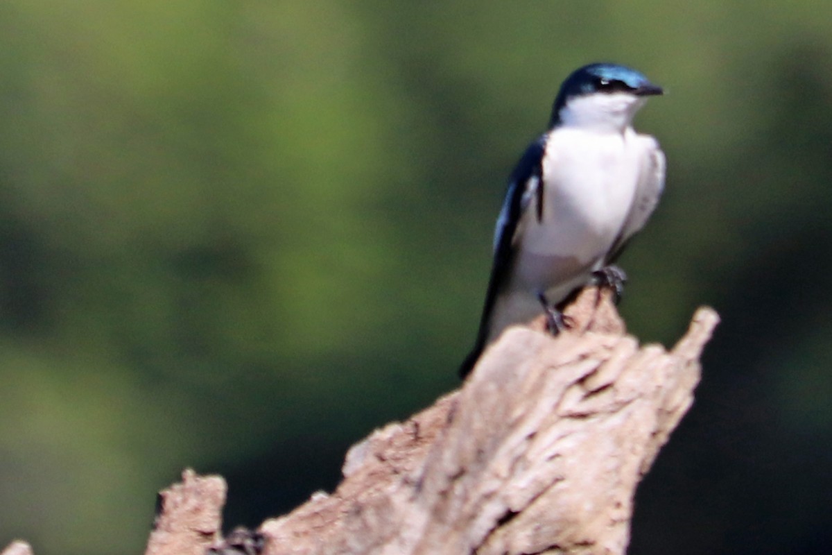 White-winged Swallow - ML167521531