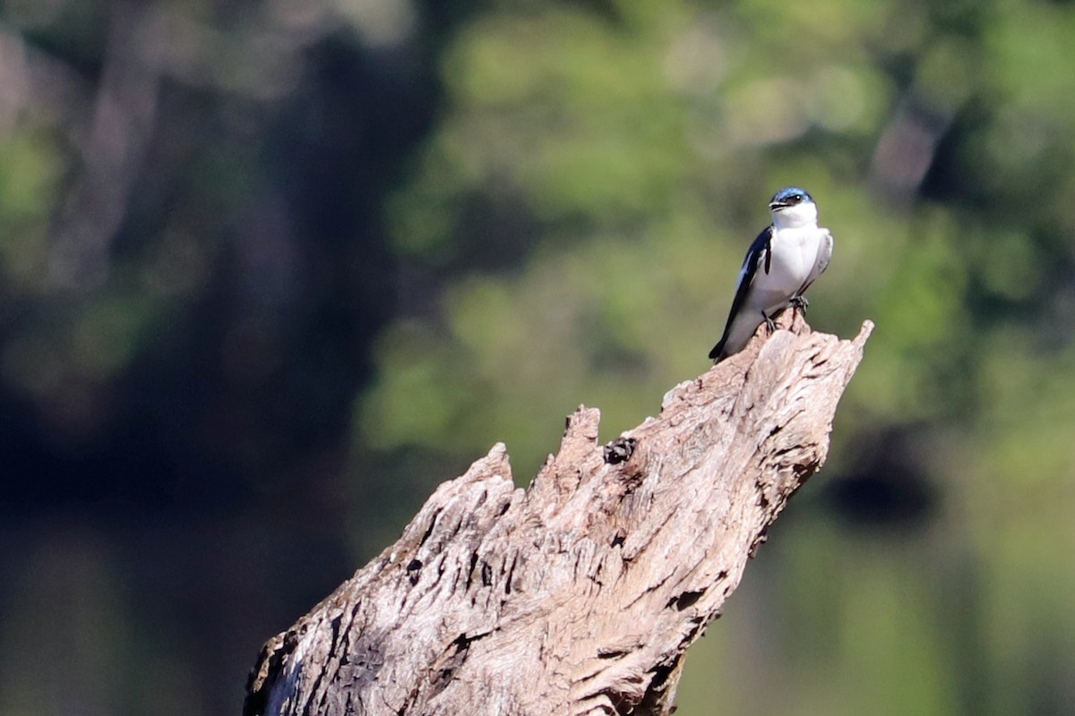 White-winged Swallow - ML167521541