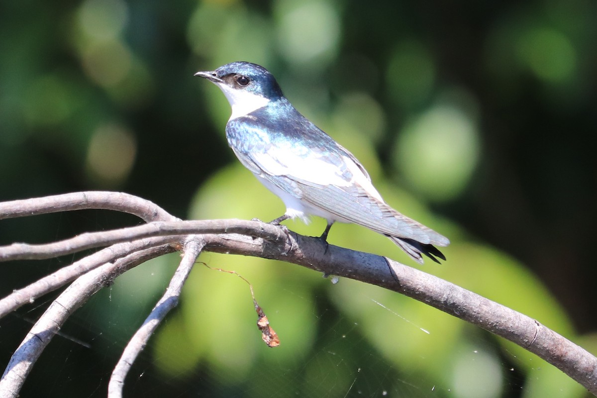 White-winged Swallow - ML167521551