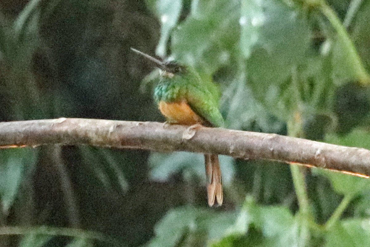 Bluish-fronted Jacamar - ML167521631