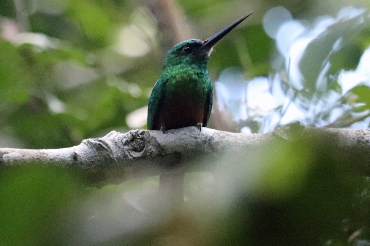 Bluish-fronted Jacamar - ML167521651