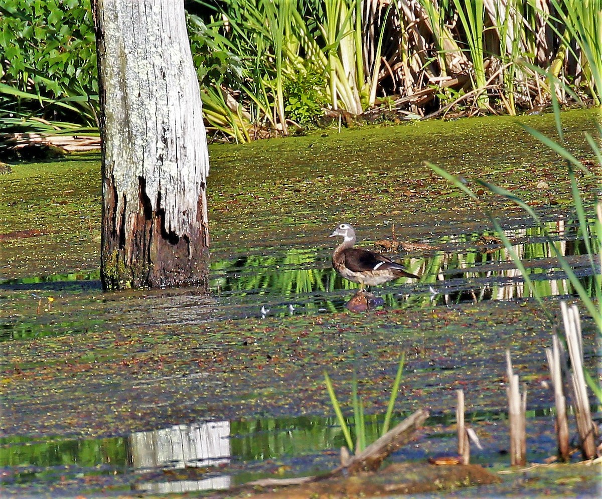 Wood Duck - ML167523861