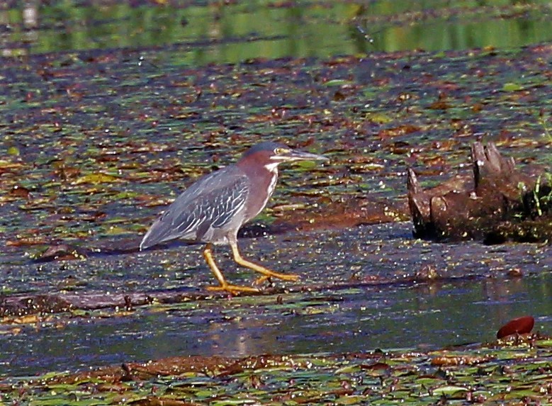 Green Heron - Theresa Gessing