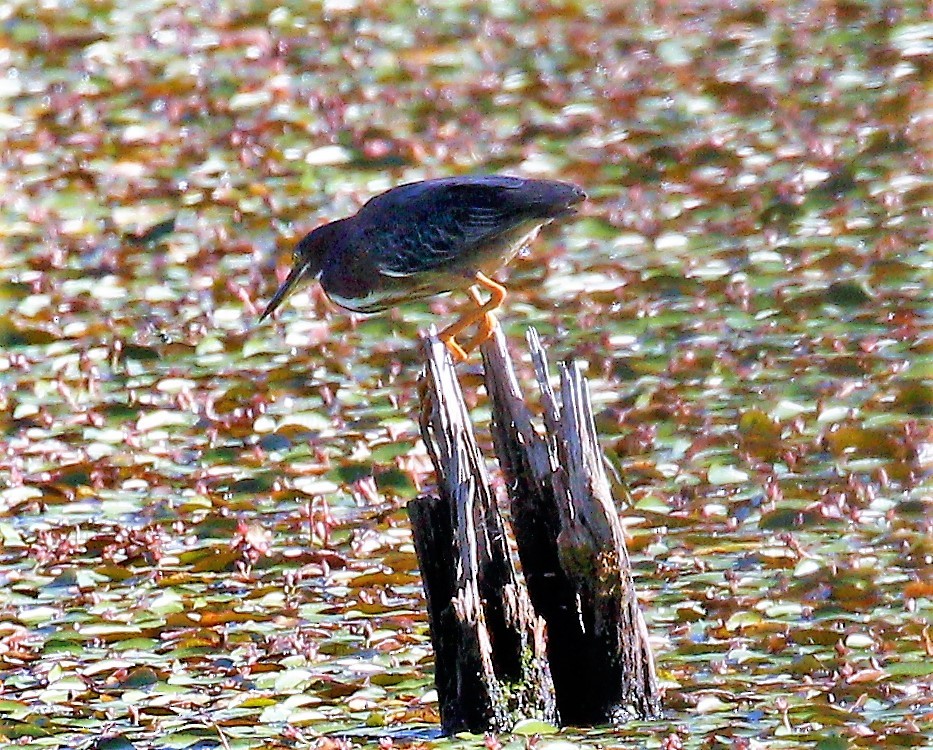 Green Heron - ML167523911