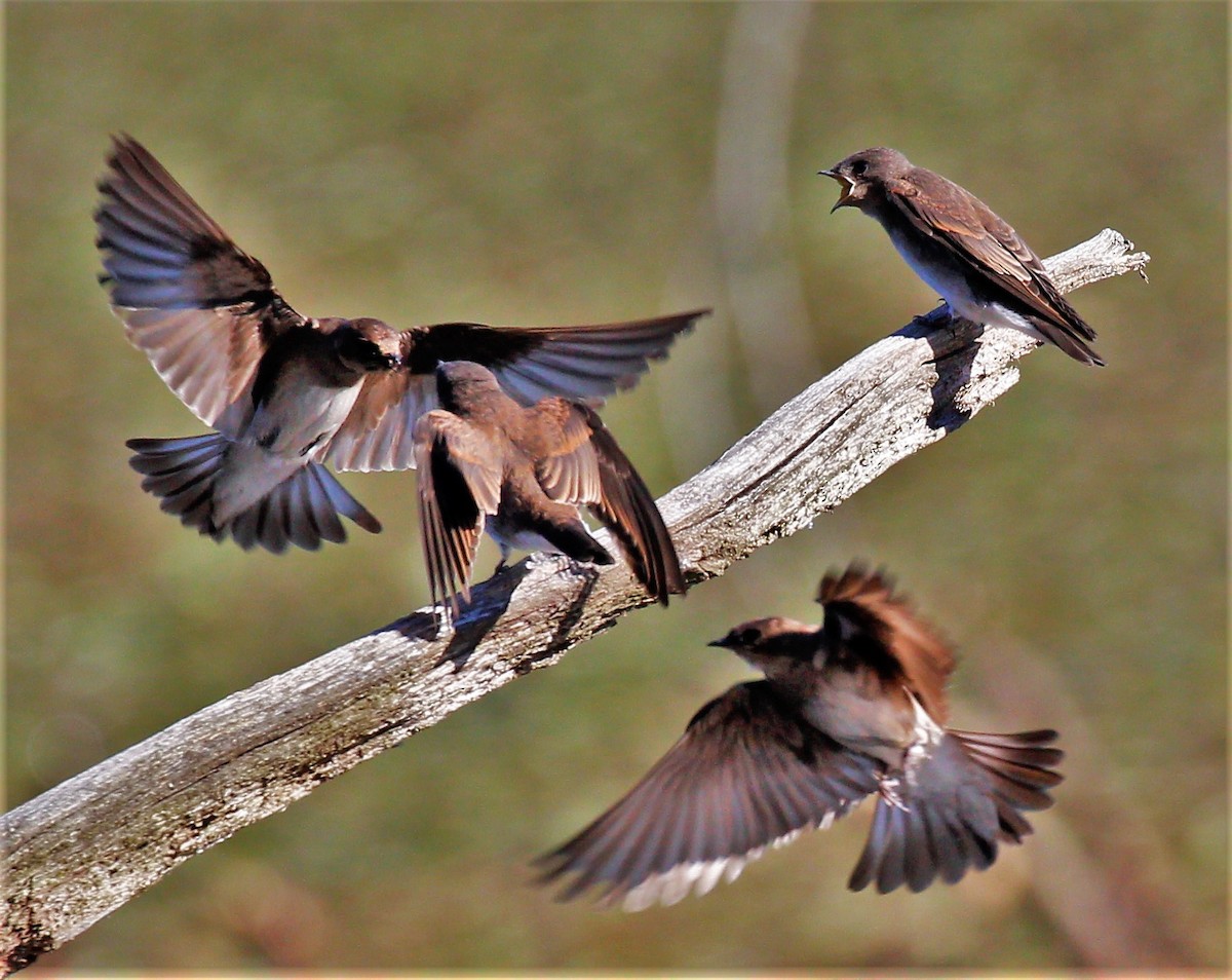 Northern Rough-winged Swallow - ML167523991