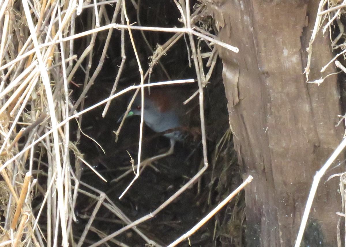 Gray-breasted Crake - ML167527811