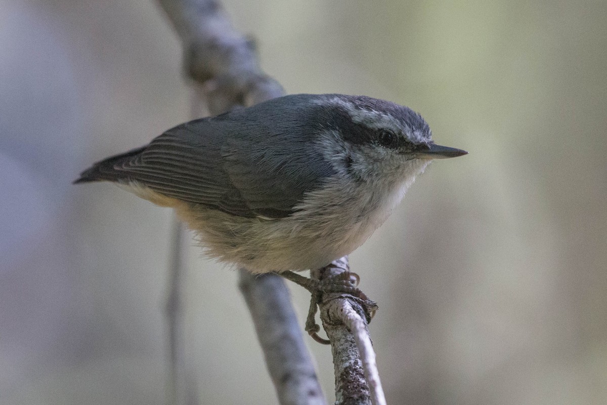 Red-breasted Nuthatch - ML167529391