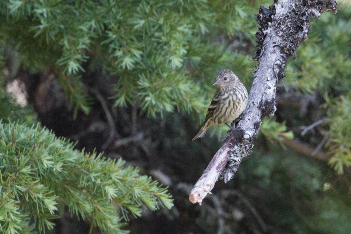 Pine Siskin - ML167529401