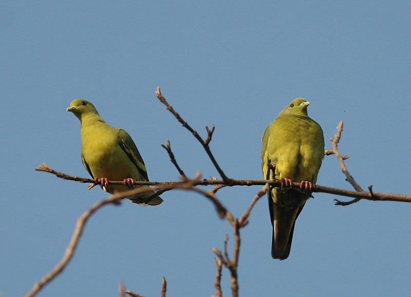 Orange-breasted Green-Pigeon - ML167529951