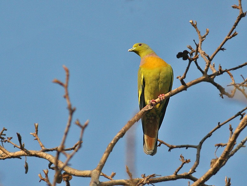 Orange-breasted Green-Pigeon - ML167529961