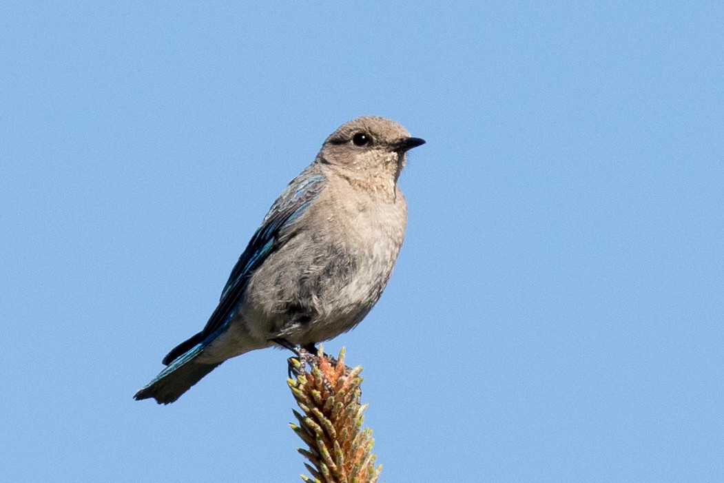 Mountain Bluebird - ML167530211