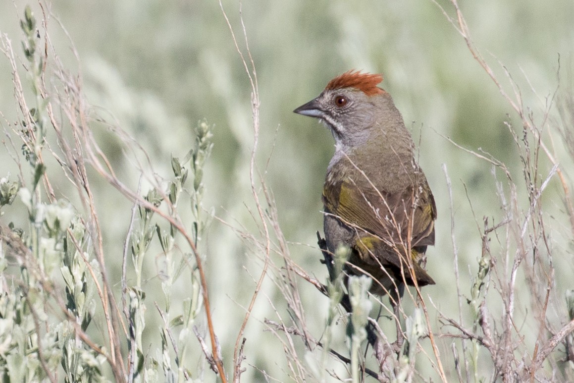 Green-tailed Towhee - ML167530251