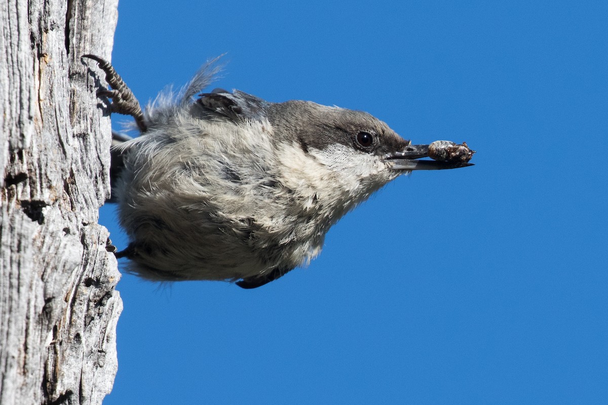 Pygmy Nuthatch - ML167530311