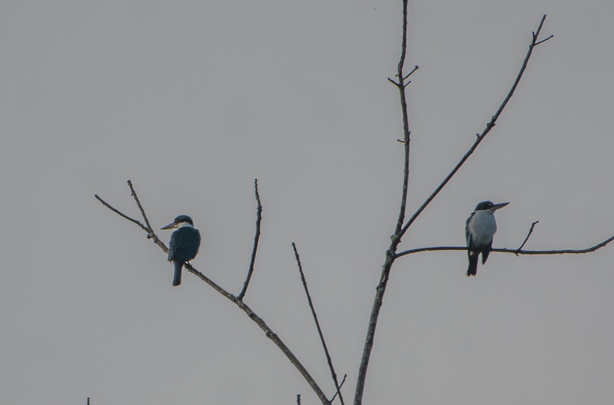 Collared Kingfisher - ML167531491