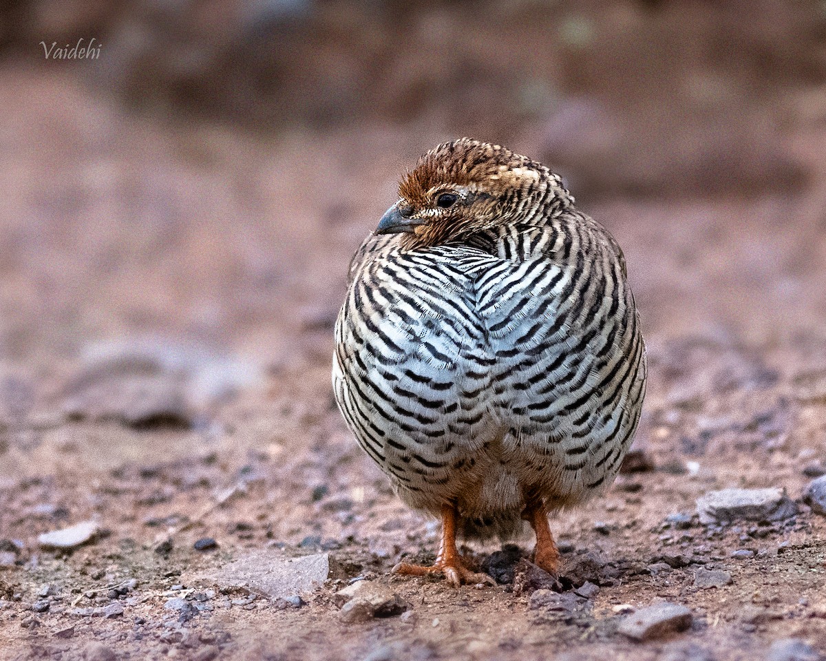 Rock Bush-Quail - ML167532341