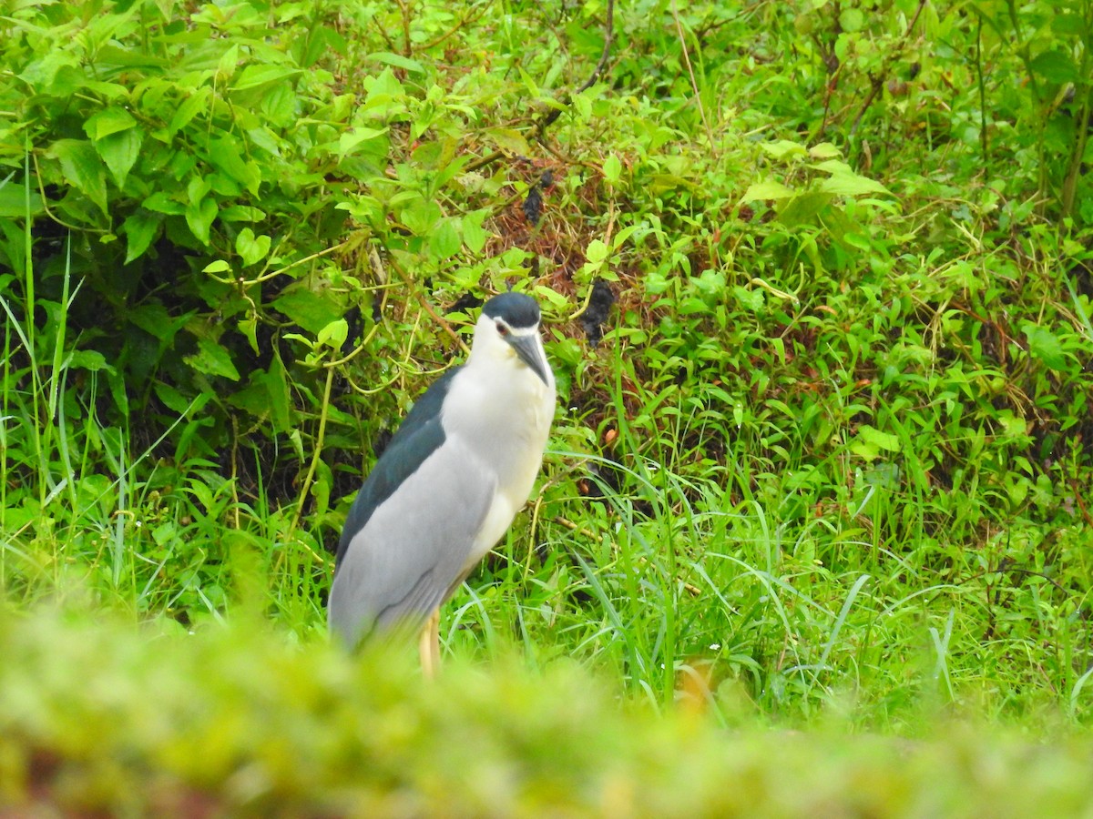 Black-crowned Night Heron - ML167532631