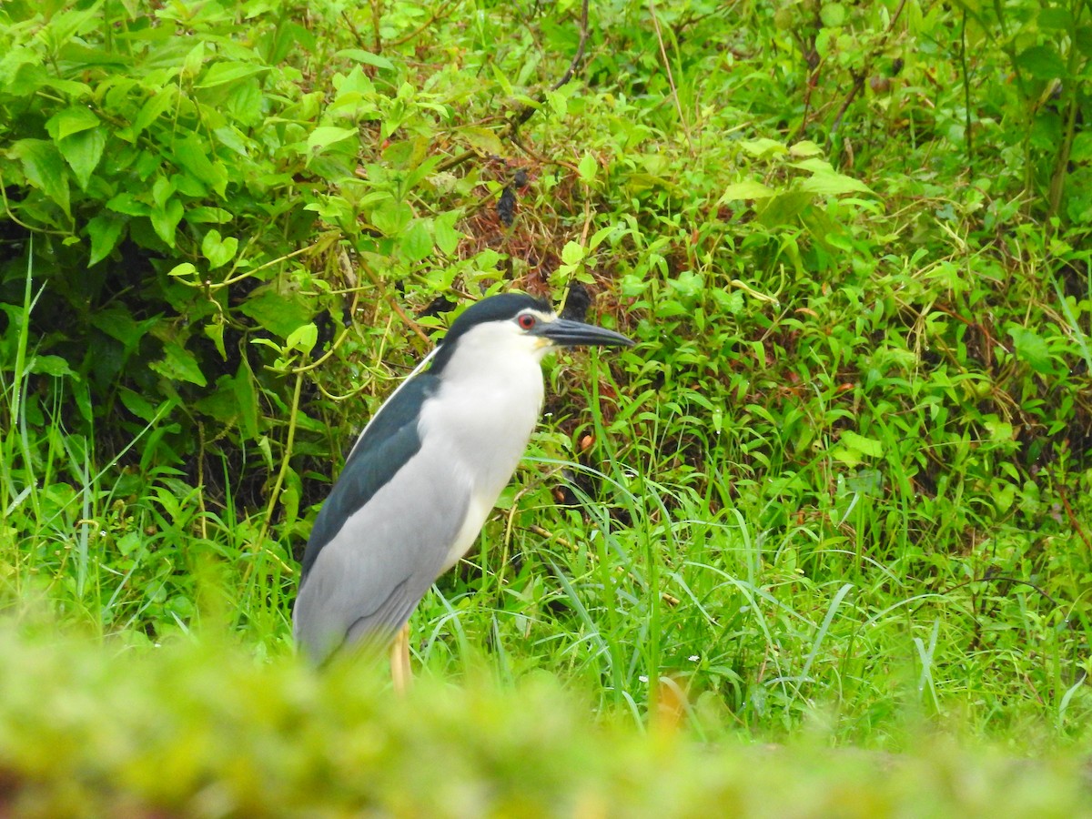 Black-crowned Night Heron - ML167532651