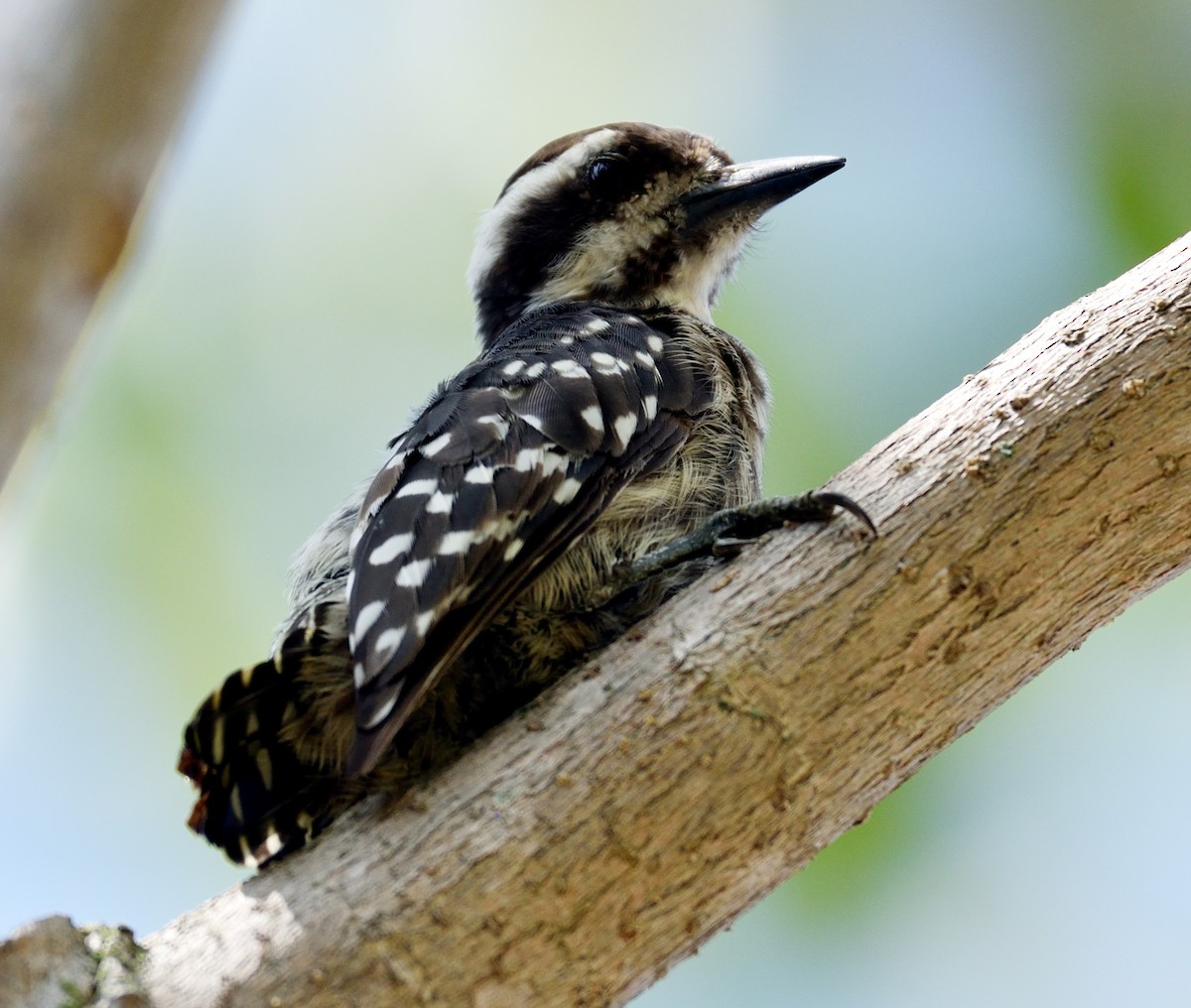 Sunda Pygmy Woodpecker - ML167533121