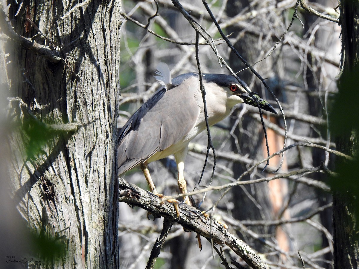 Black-crowned Night Heron - ML167535441
