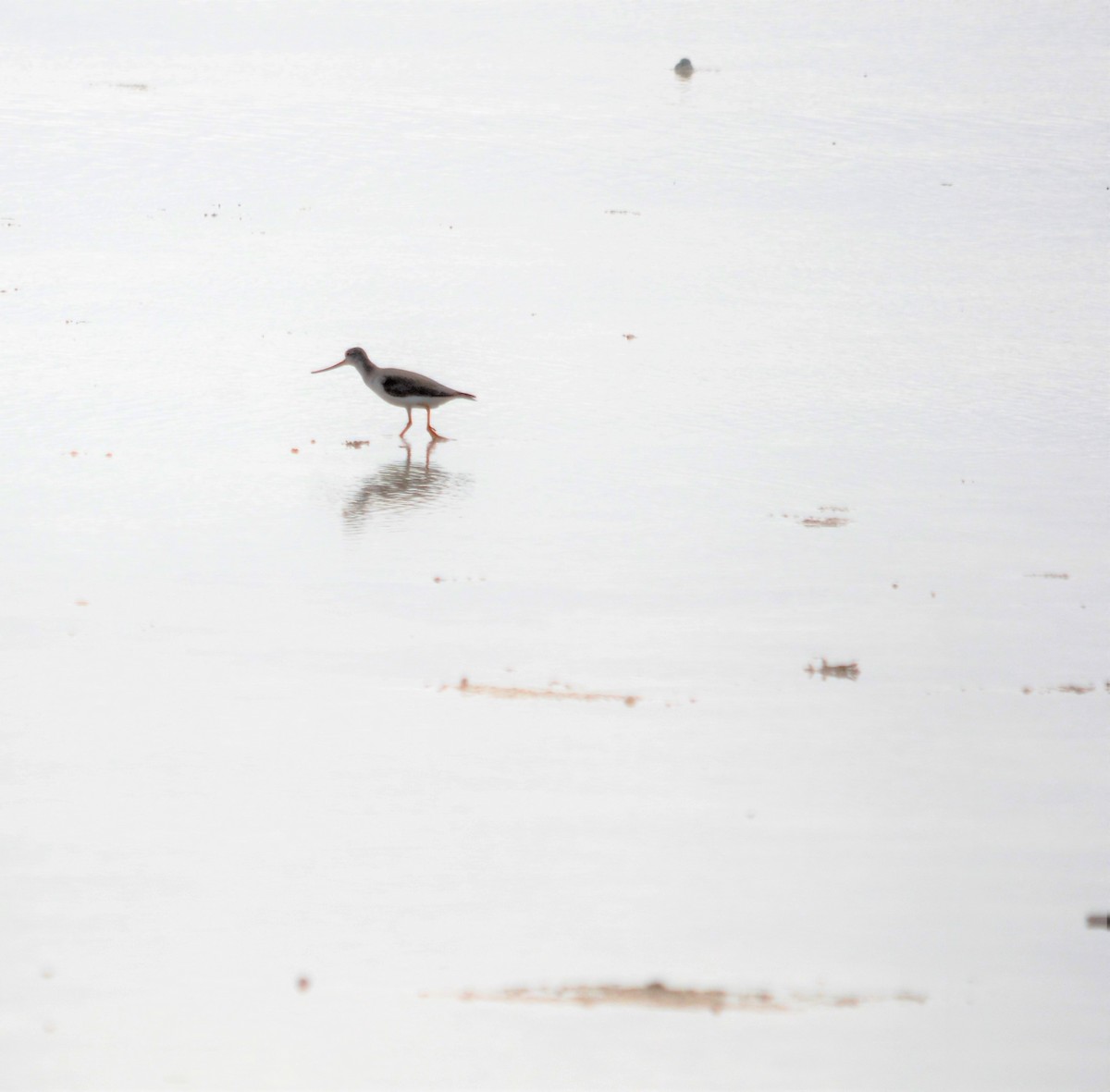 Terek Sandpiper - ML167536051