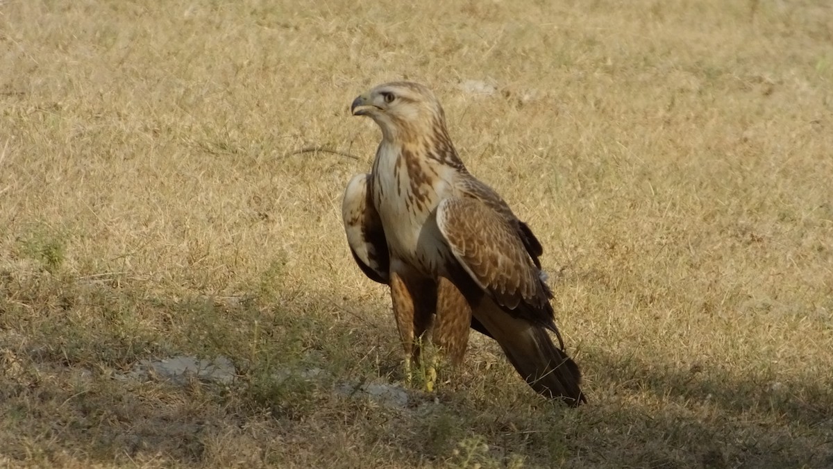 Long-legged Buzzard - ML167537521