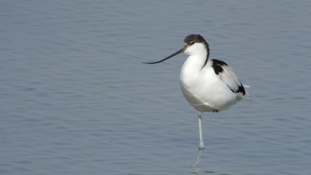 Pied Avocet - ML167537601