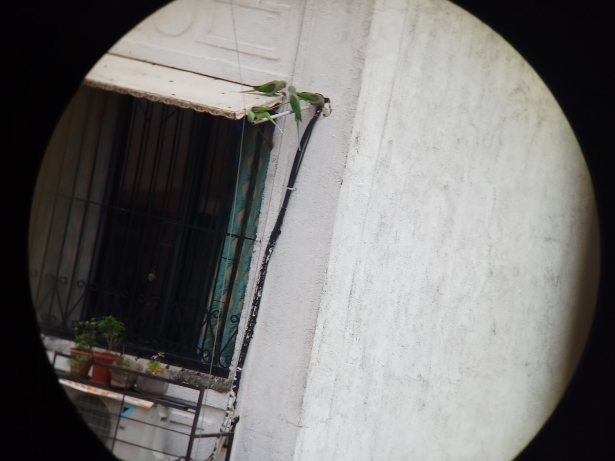 亞歷山大鸚鵡 - ML167538591