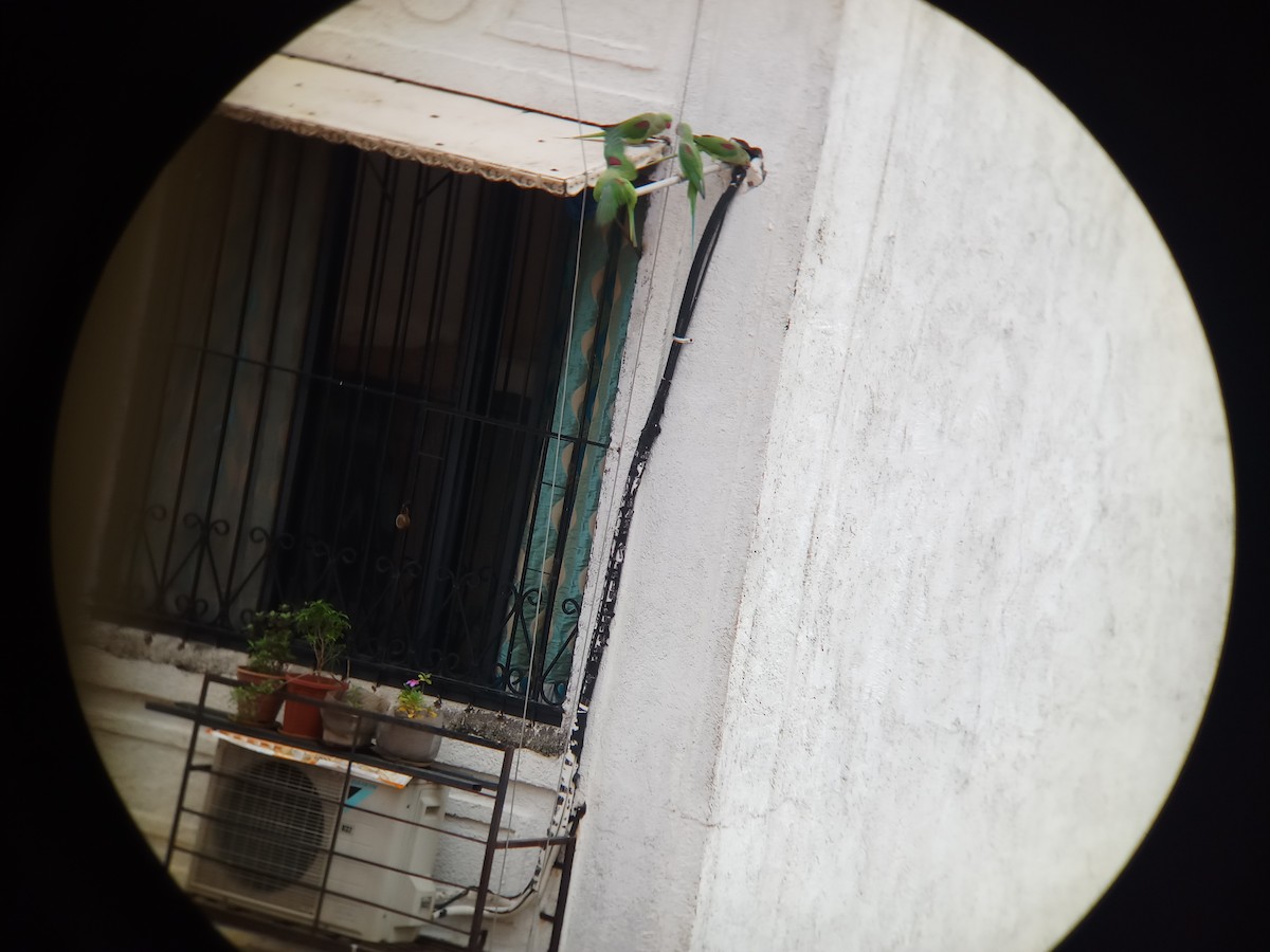 亞歷山大鸚鵡 - ML167538671