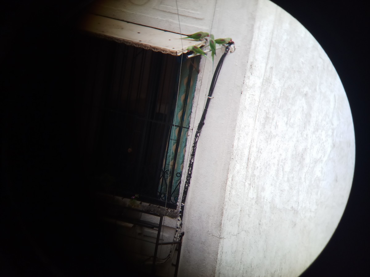 亞歷山大鸚鵡 - ML167538711