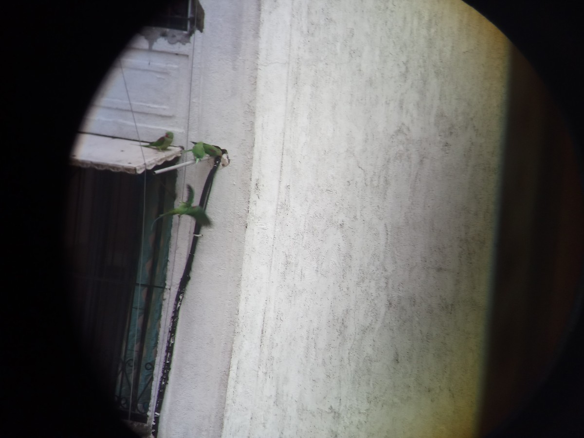 亞歷山大鸚鵡 - ML167538721