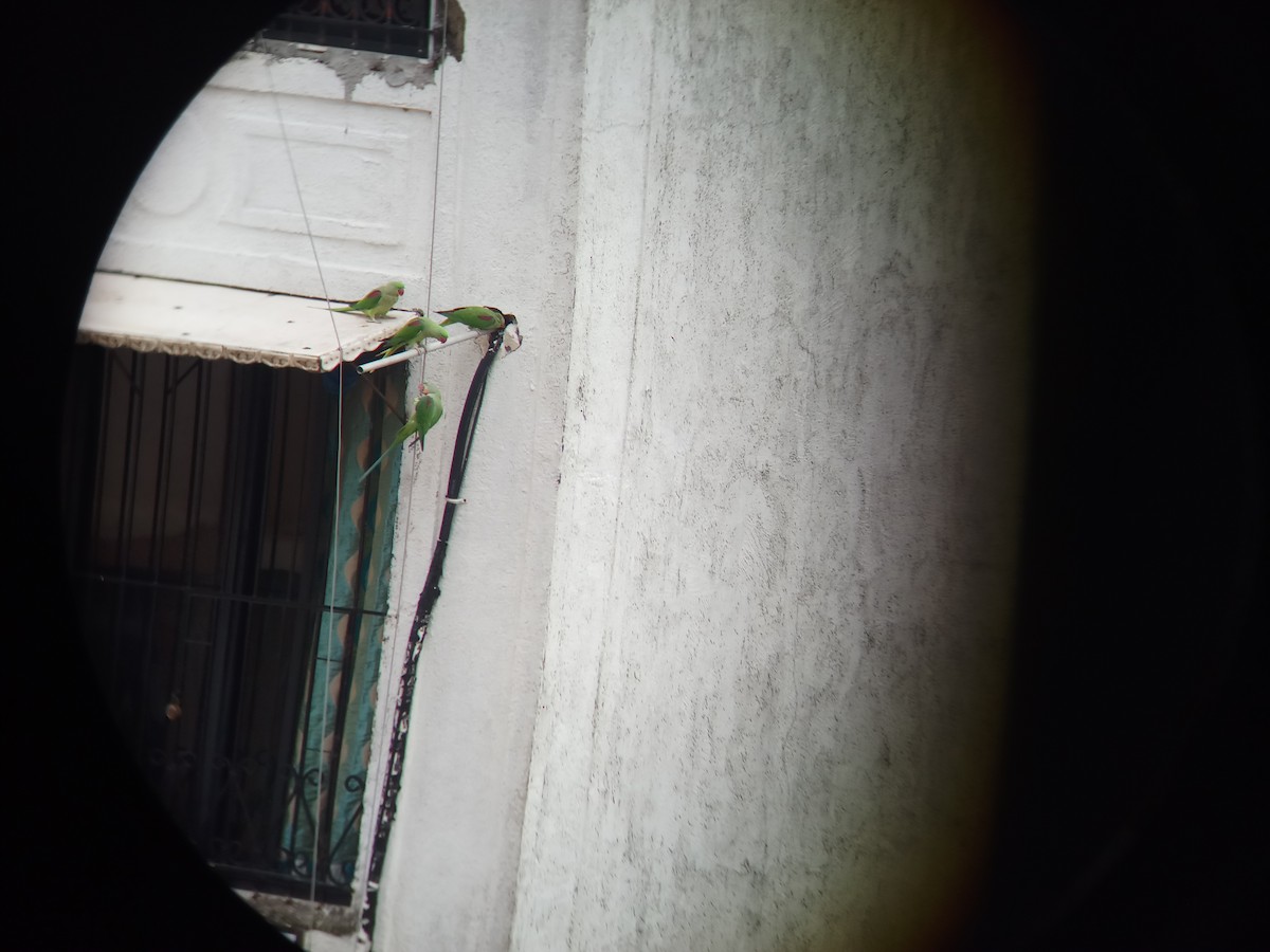 亞歷山大鸚鵡 - ML167538731