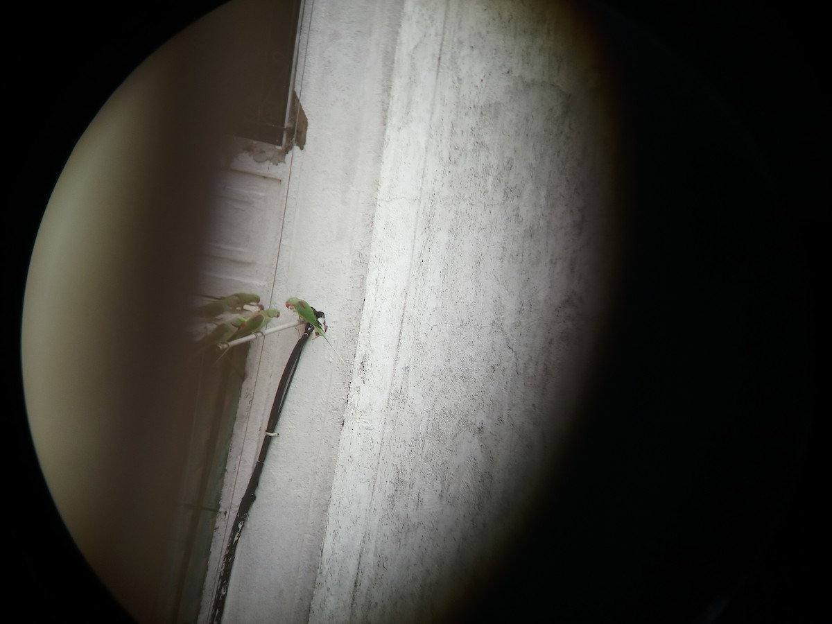 亞歷山大鸚鵡 - ML167539211