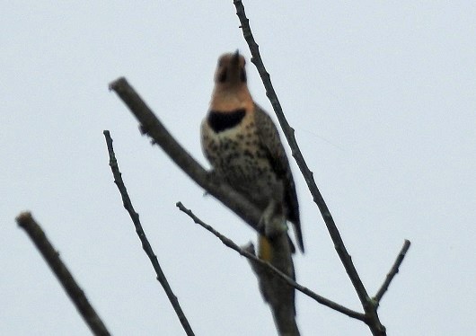 Northern Flicker - Renee Lubert