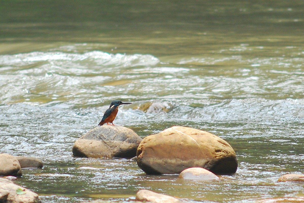 Blyth's Kingfisher - ML167540731