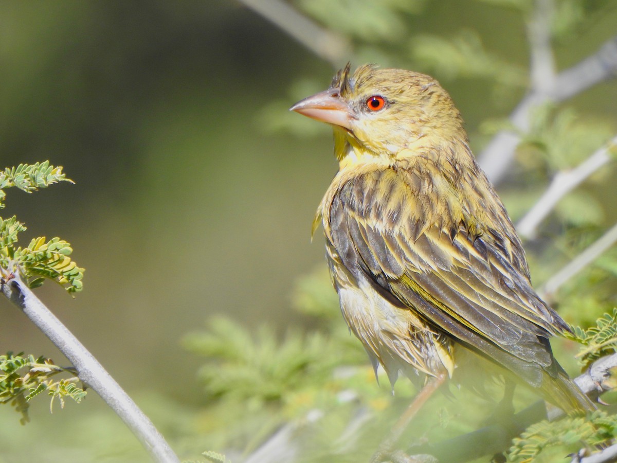 Southern Masked-Weaver - ML167541031