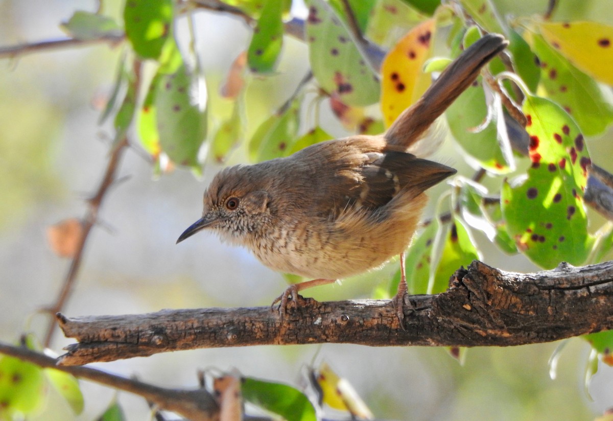 Barred Wren-Warbler - Kalin Ocaña