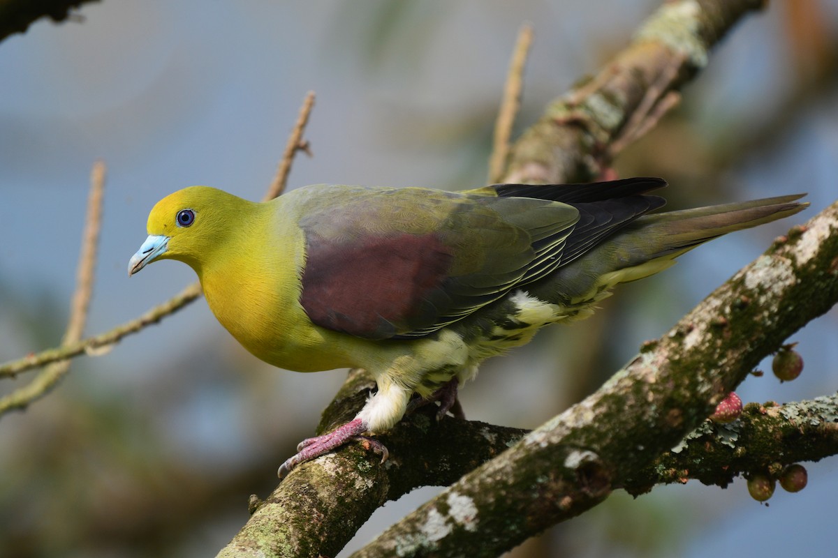 White-bellied Green-Pigeon - ML167547201