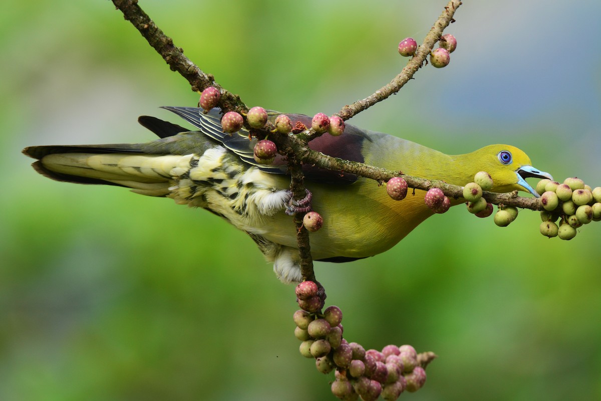 White-bellied Green-Pigeon - ML167547211