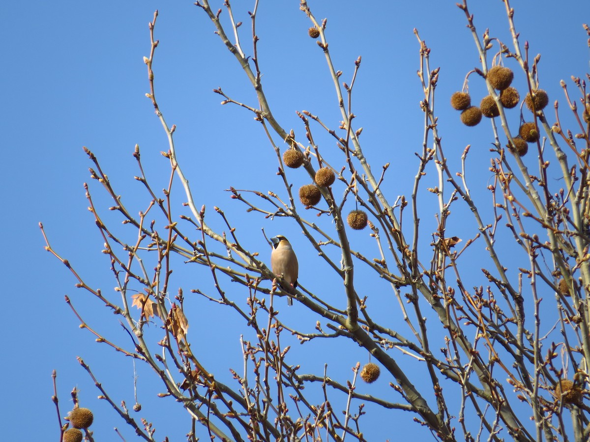Hawfinch - ML167548461
