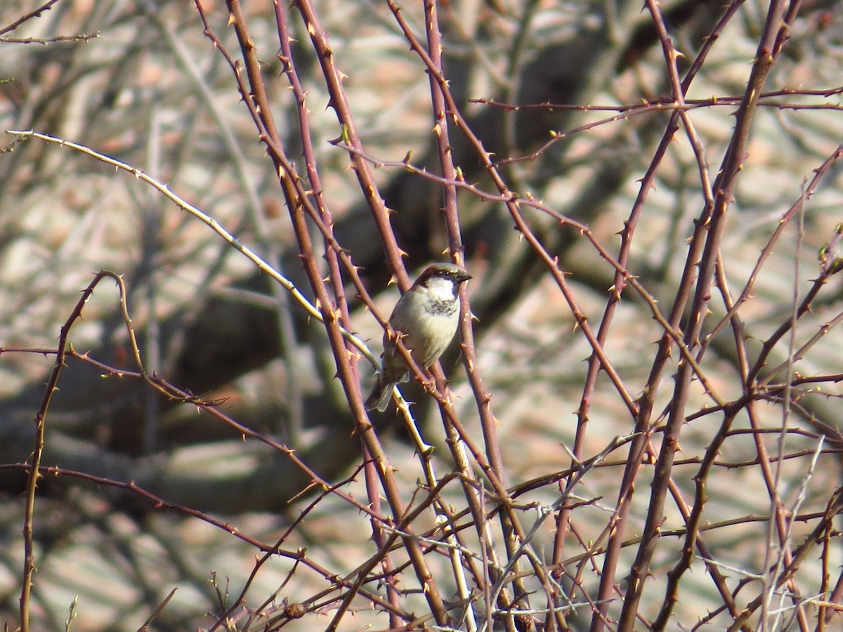 House Sparrow - ML167548471