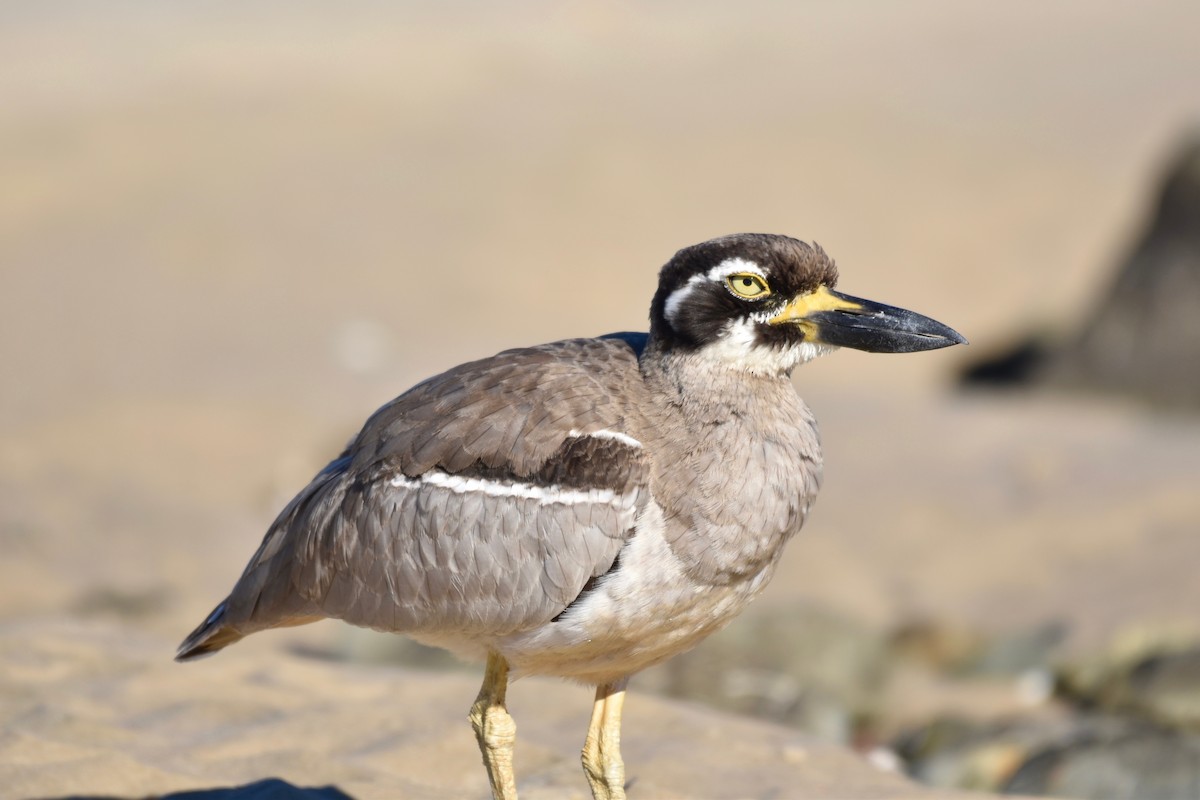Beach Thick-knee - Fred Booker Malcolm