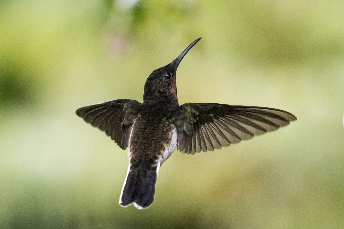 Black Jacobin - ML167549831