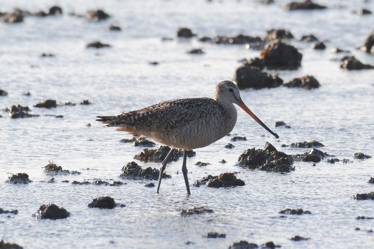 Marbled Godwit - ML167549891