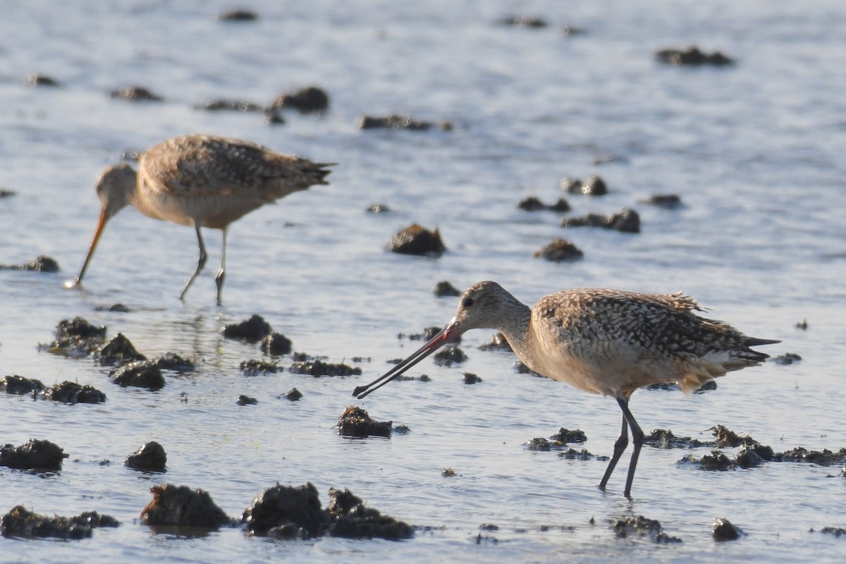 Marbled Godwit - ML167549901